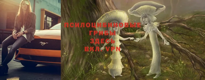 Псилоцибиновые грибы Psilocybe  цена   Билибино 